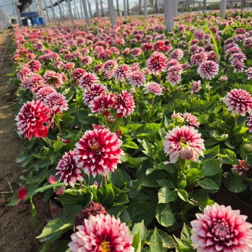 优质小丽花基地直销，质优价廉，