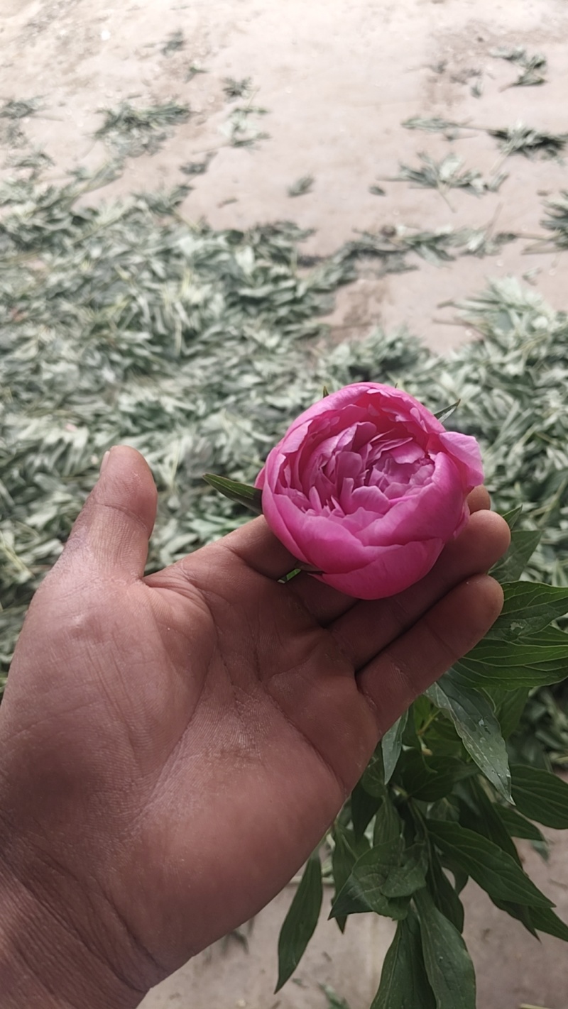 芍药鲜切花