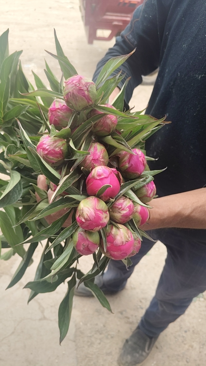 芍药鲜切花