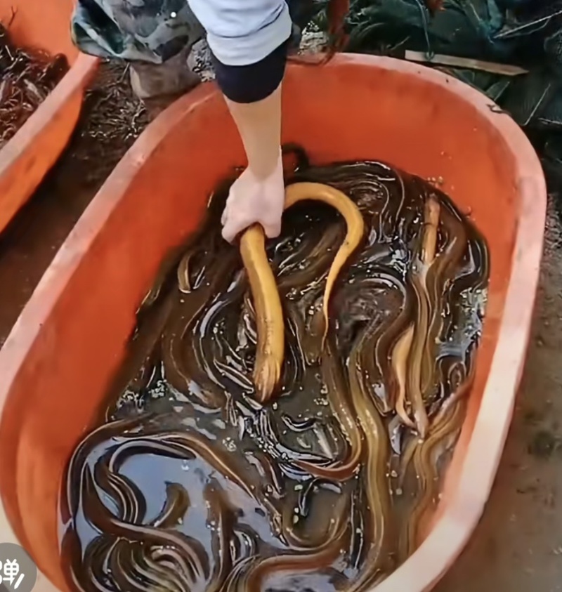 黄鳝