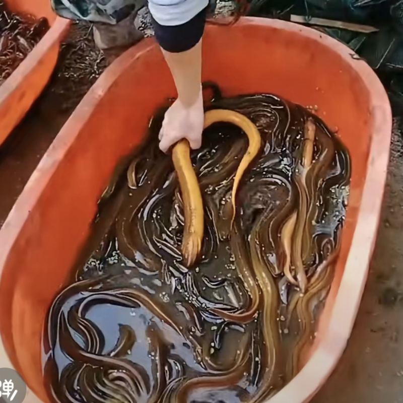 黄鳝