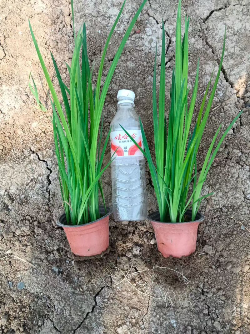 优质黄菖蒲基地直发，水生鸢尾，水生植物，绿化