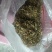 藤茶，金银花，小竹笋干（均为野生的）