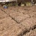 甘草大丁0.5-1.0粗，甘草苷1.0以上，甘草酸2.6