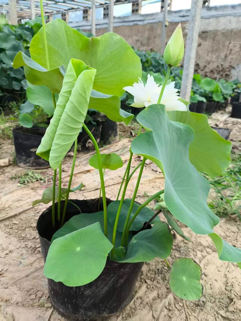 优质绿化荷花，开花荷花，水生植物基地直供。