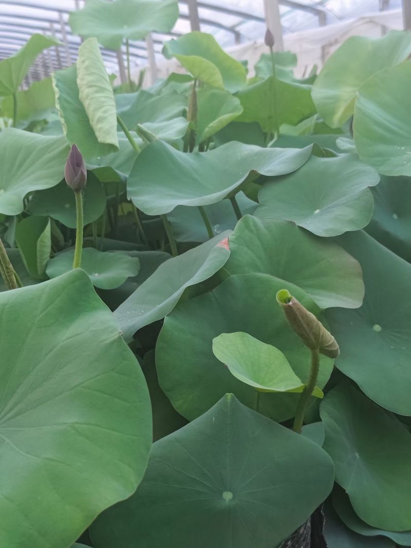 优质绿化荷花，开花荷花，水生植物基地直供。