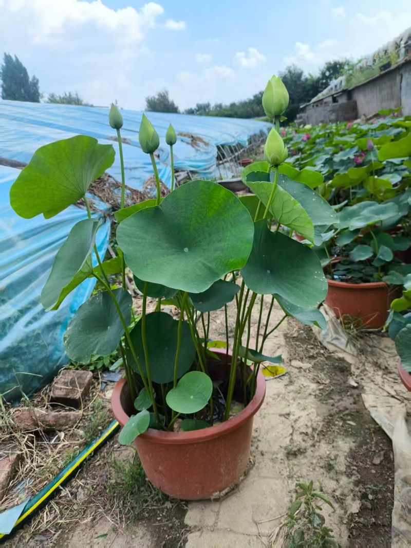 优质绿化荷花，开花荷花，水生植物基地直供。