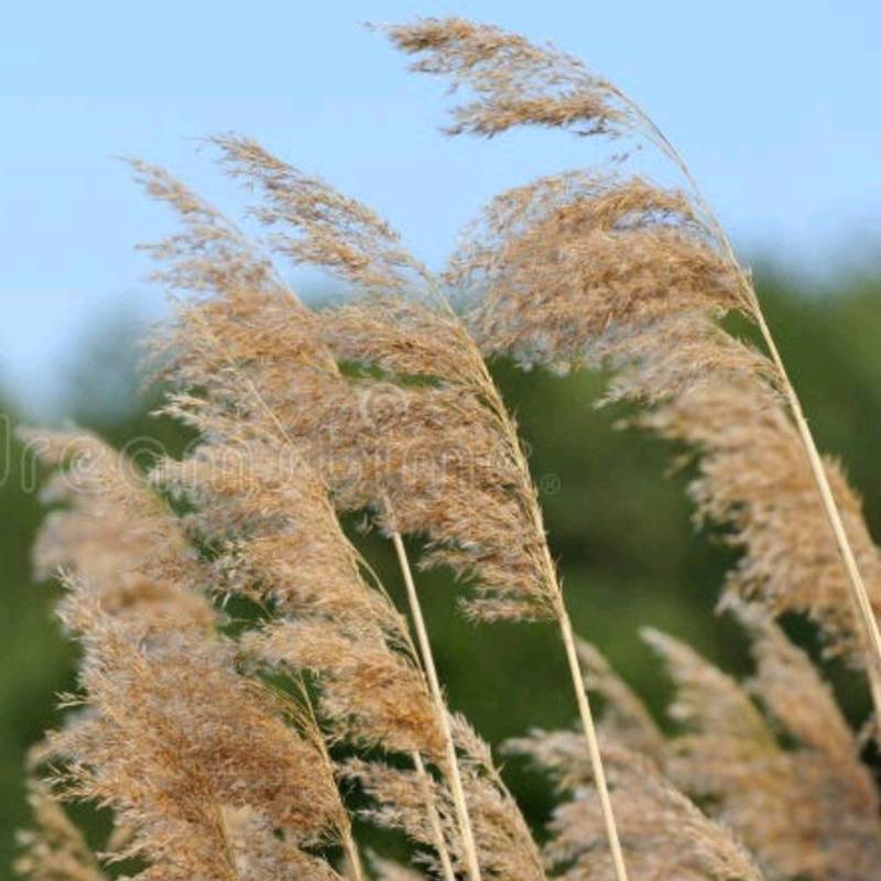 产地直销高度30-100厘米芦苇
