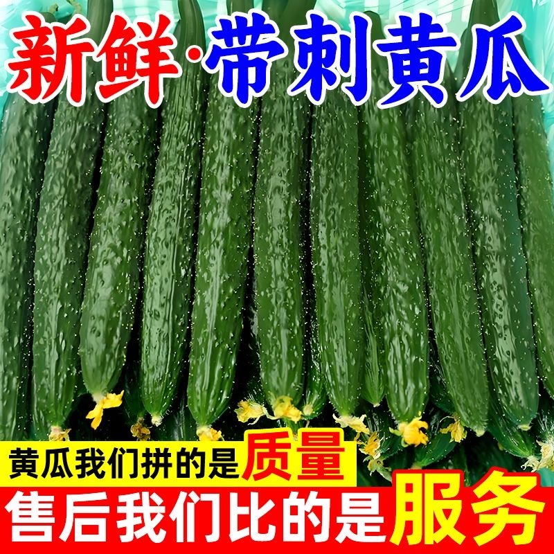 中国蔬菜第一县莘县黄瓜现摘现发源头直发，欢迎老板订购