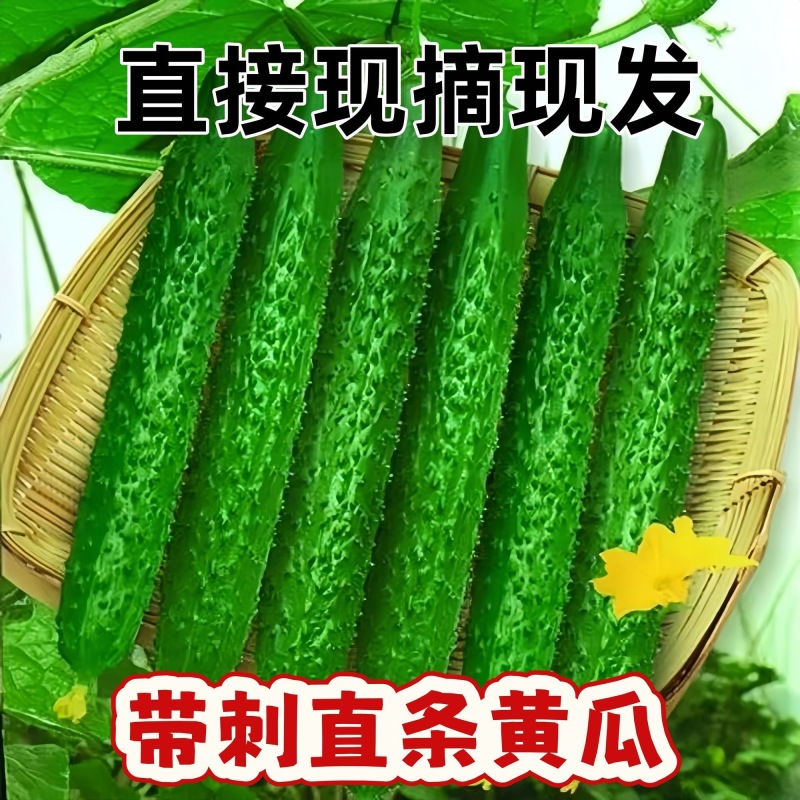 中国蔬菜第一县莘县黄瓜现摘现发源头直发，欢迎老板订购