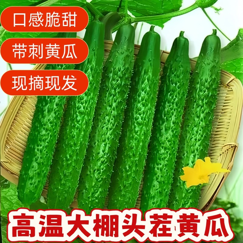 中国蔬菜第一县莘县黄瓜现摘现发源头直发，欢迎老板订购