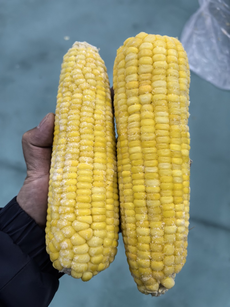 速冻糯玉米清库存便宜出售