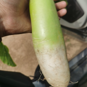 青萝卜
