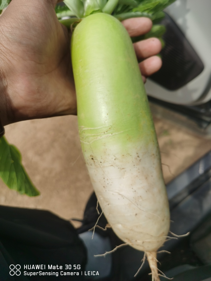 青萝卜