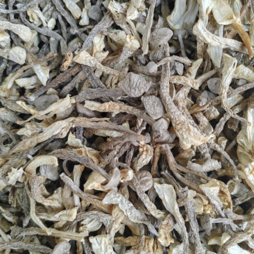 干鹿茸菇大嫩条好货质量好价格低无硫熏无干燥剂净重