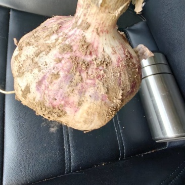 鲜大蒜出售
