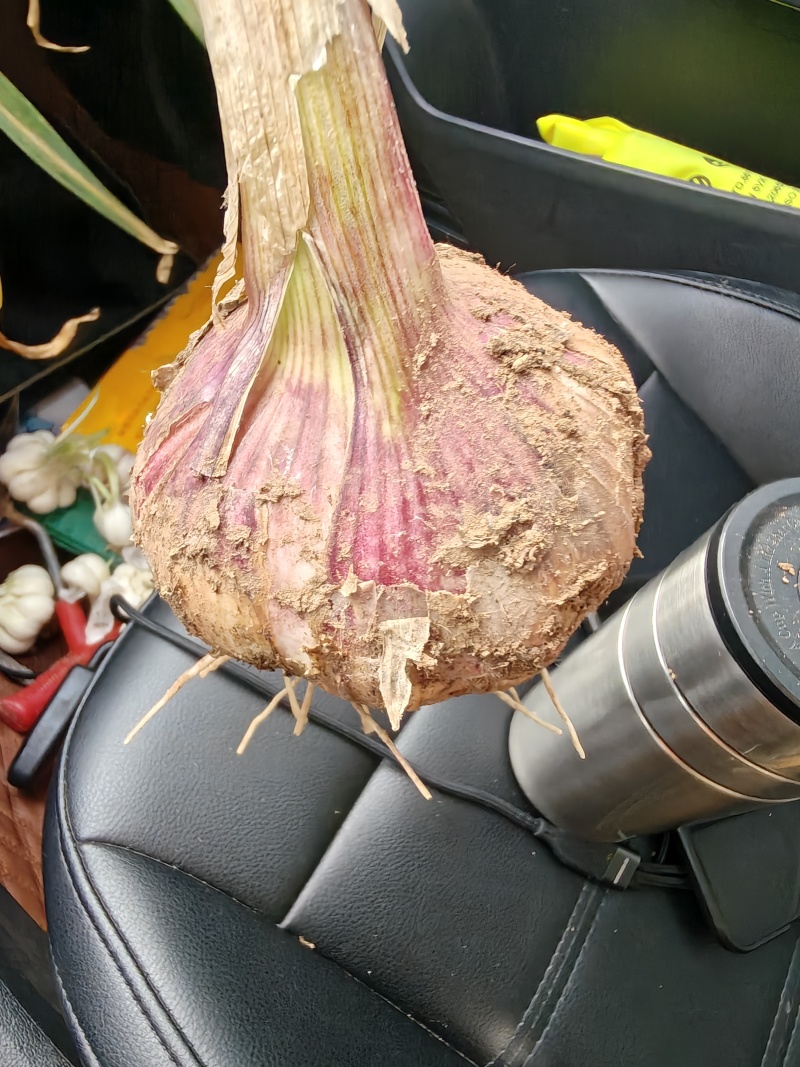 鲜大蒜出售