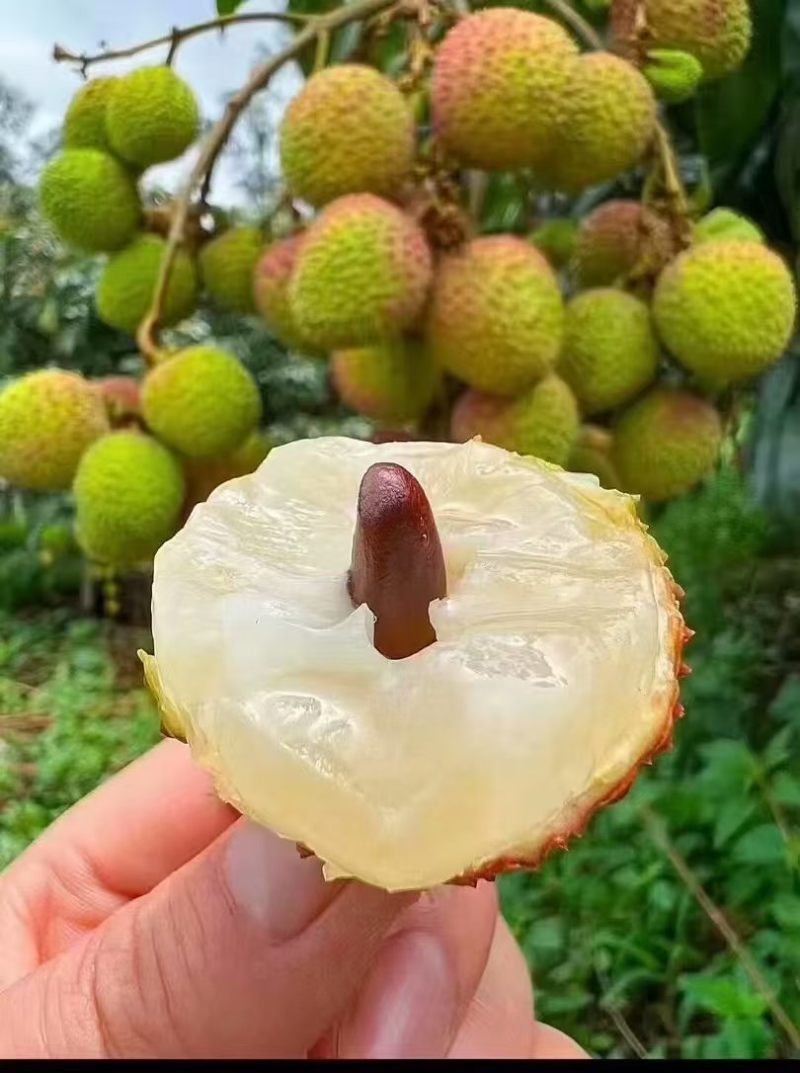 高州荔枝白糖罂荔枝妃子笑果园直发，新鲜采摘
