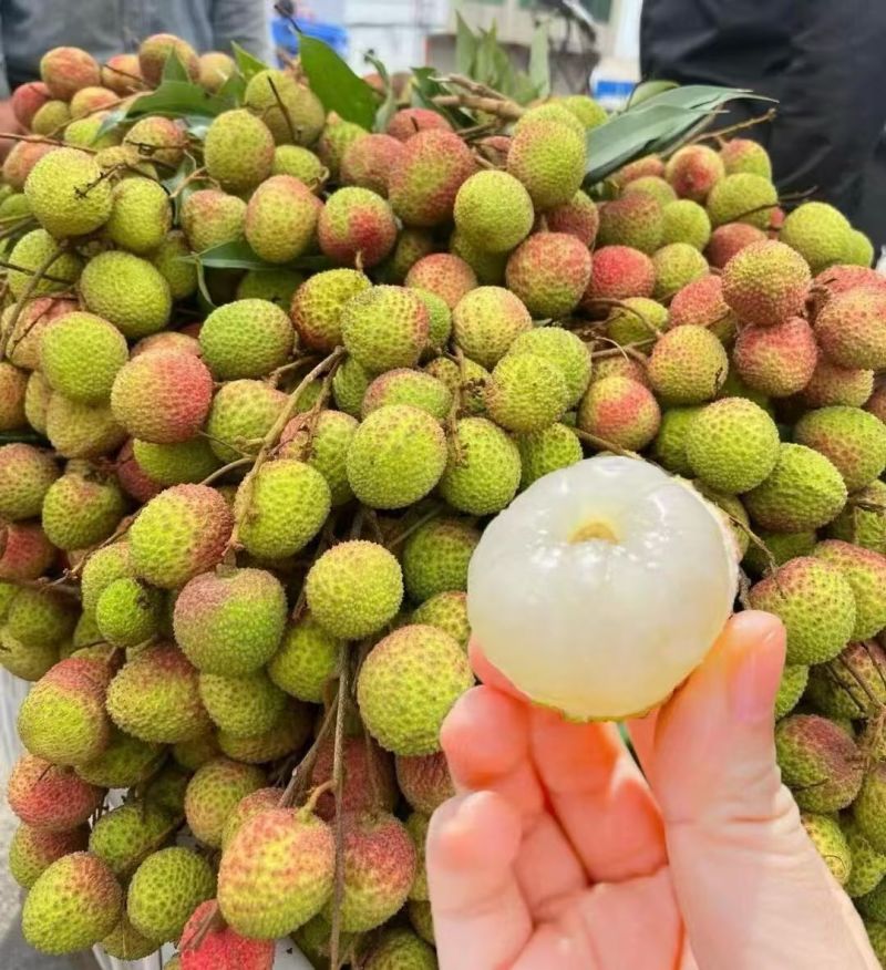 高州荔枝白糖罂荔枝妃子笑果园直发，新鲜采摘