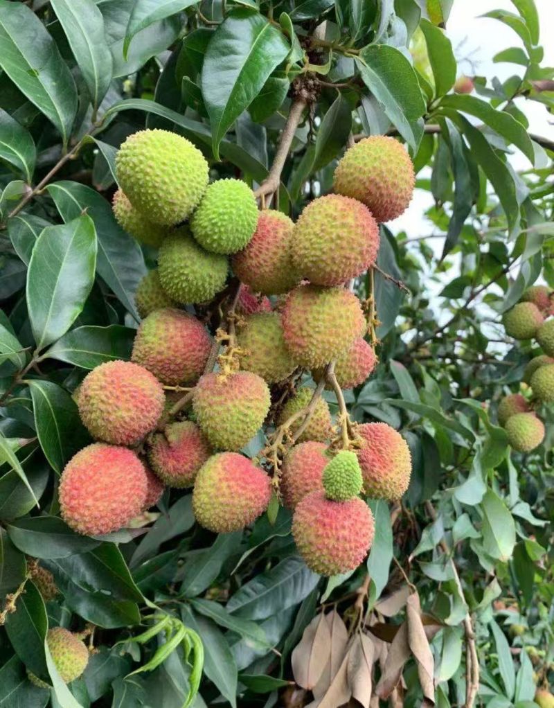 高州荔枝白糖罂荔枝妃子笑果园直发，新鲜采摘