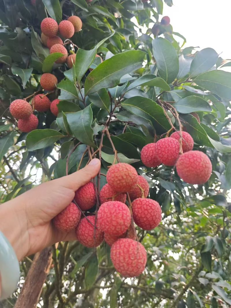 高州荔枝白糖罂荔枝妃子笑果园直发，新鲜采摘