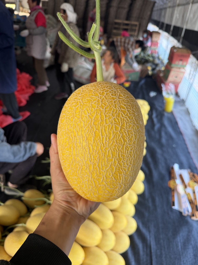 山东济南章丘区黄金蜜25哈密瓜大量上市专业代办品质有保障