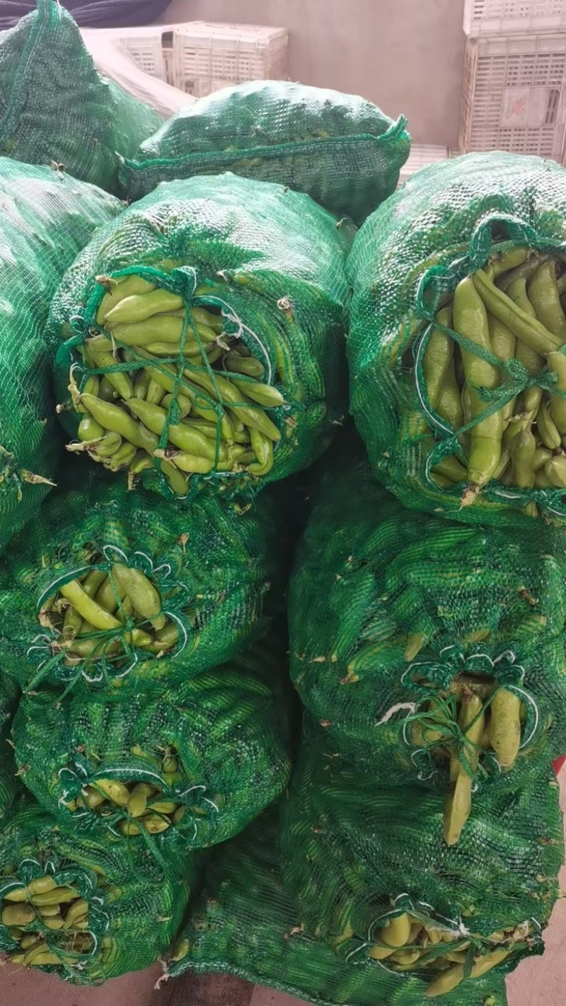精品蚕豆大量上市/基地供货/欢迎全国采购商前来采购