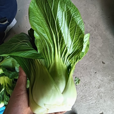 江苏南通蔬菜基地直发，移栽大颗上海青，香菇菜