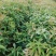 木荷