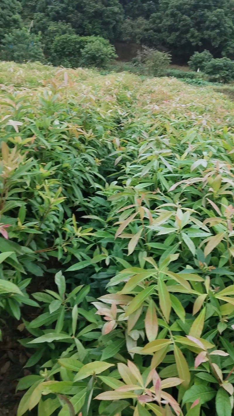 木荷