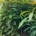 木荷