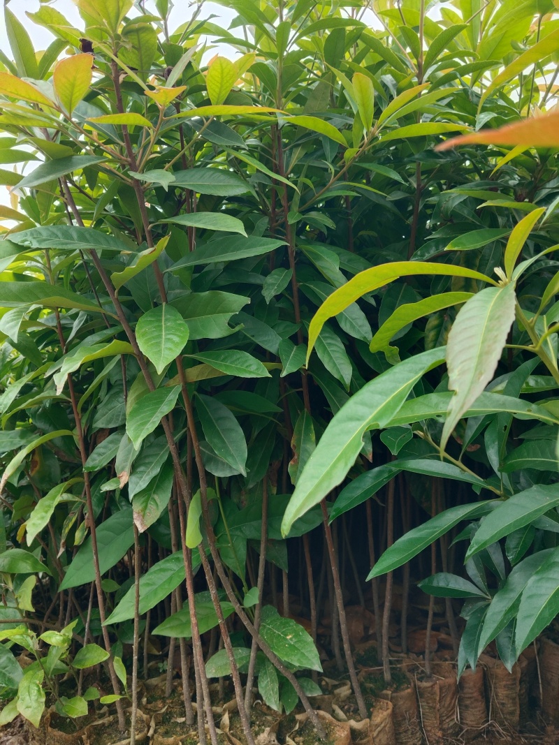木荷