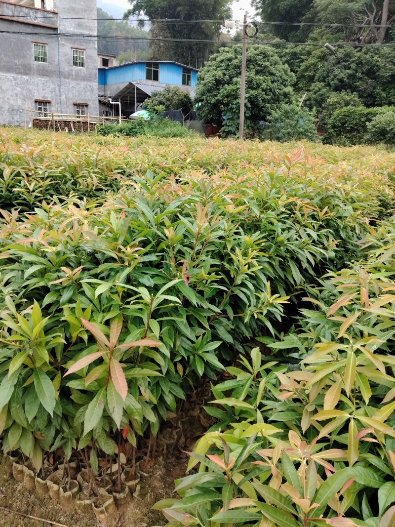 木荷
