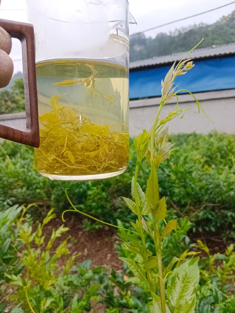 张家界特产莓茶