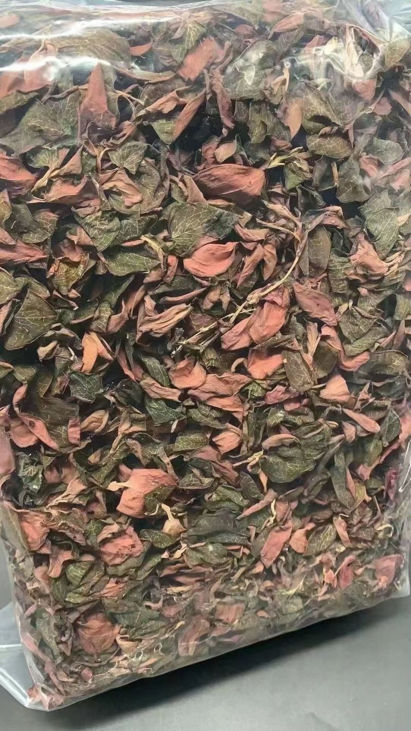 金线莲