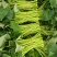 新鲜采摘精品红薯叶地瓜叶山芋头现摘现发可食用红薯头新蔬菜