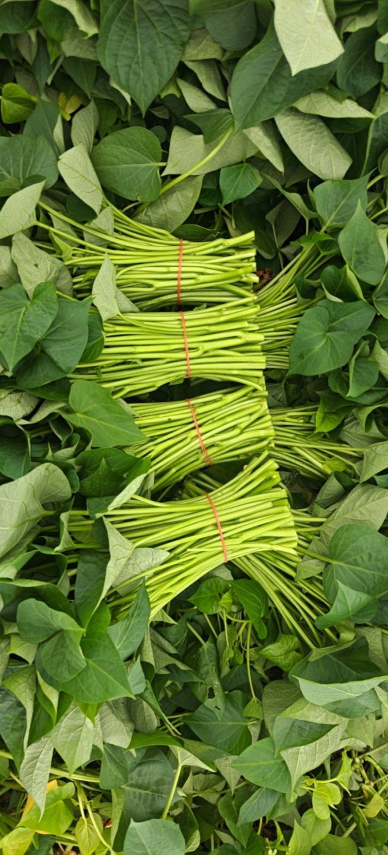 新鲜采摘精品红薯叶地瓜叶山芋头现摘现发可食用红薯头新蔬菜