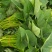 新鲜采摘精品红薯叶地瓜叶山芋头现摘现发可食用红薯头新蔬菜