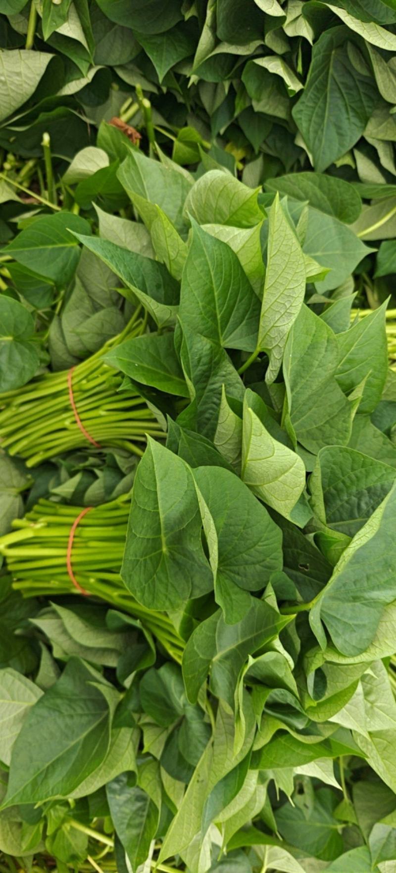 新鲜采摘精品红薯叶地瓜叶山芋头现摘现发可食用红薯头新蔬菜