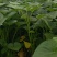 新鲜采摘精品红薯叶地瓜叶山芋头现摘现发可食用红薯头新蔬菜