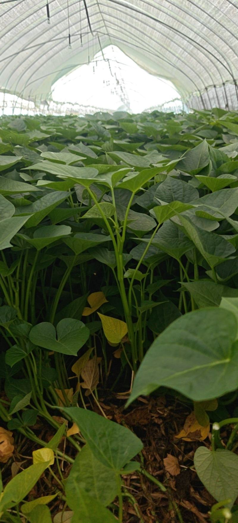 新鲜采摘精品红薯叶地瓜叶山芋头现摘现发可食用红薯头新蔬菜