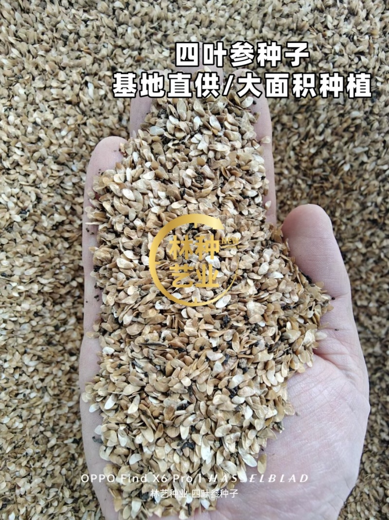 四叶参种子东北野生山胡萝卜苗家庭园艺盆栽新奇山海螺爬藤