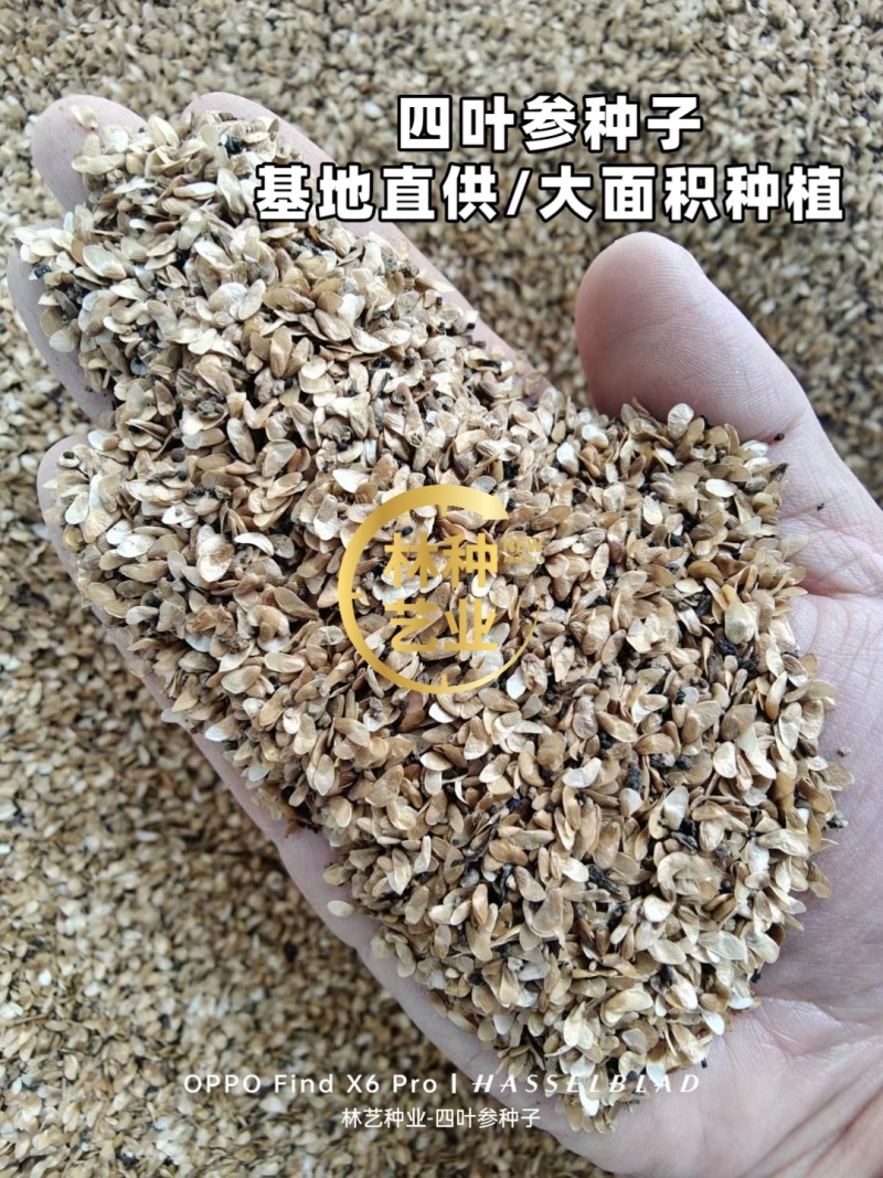 四叶参种子东北野生山胡萝卜苗家庭园艺盆栽新奇山海螺爬藤