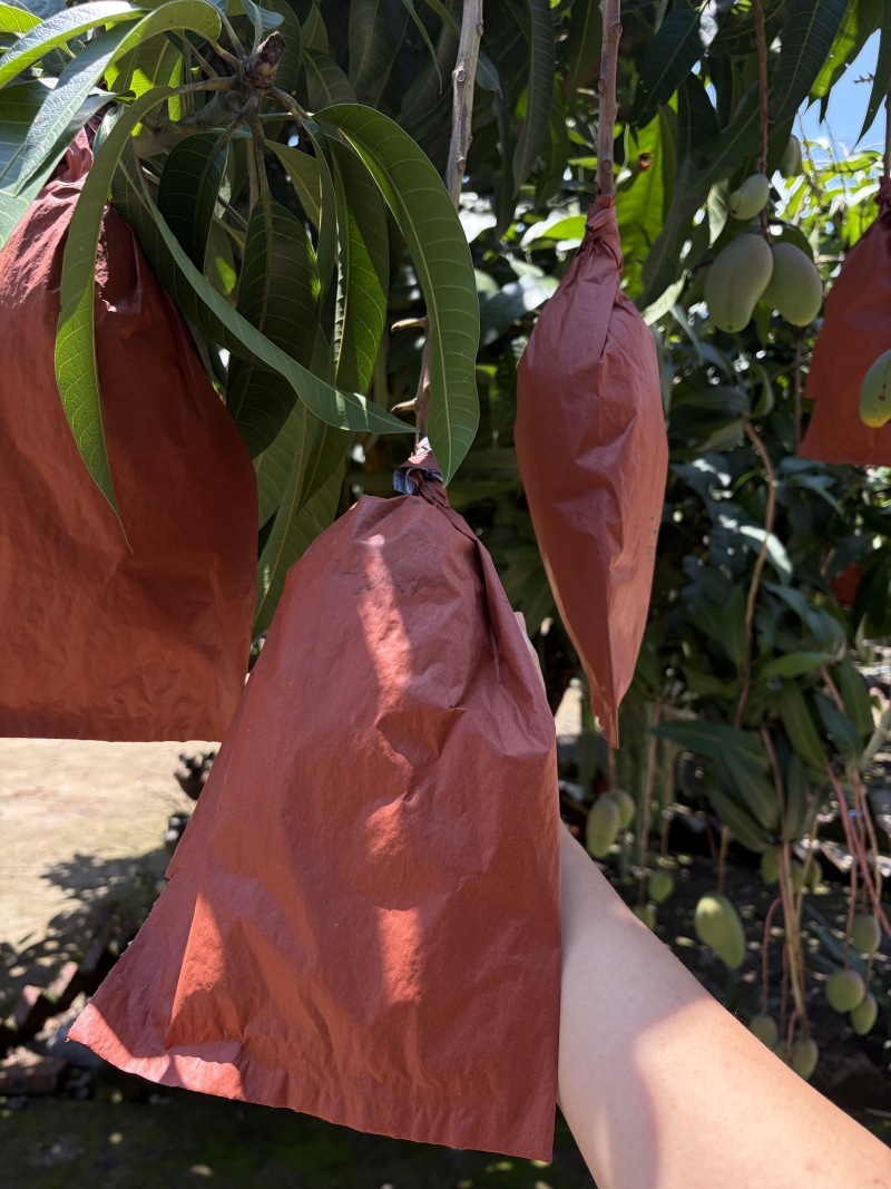 云南大青芒大量供应批发