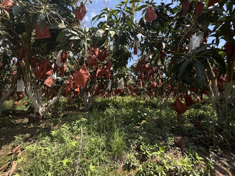 云南大青芒大量供应批发