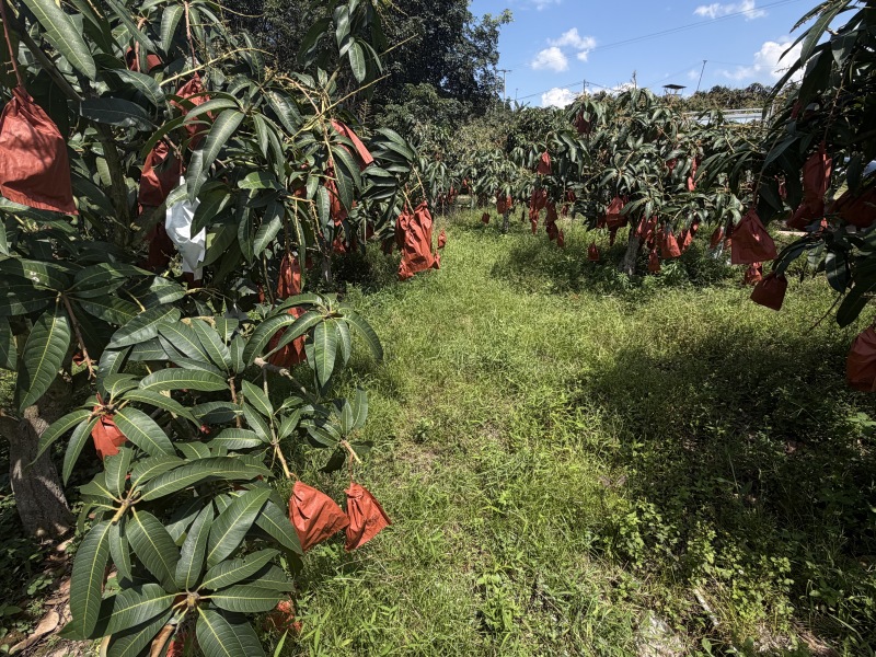 云南大青芒大量供应批发