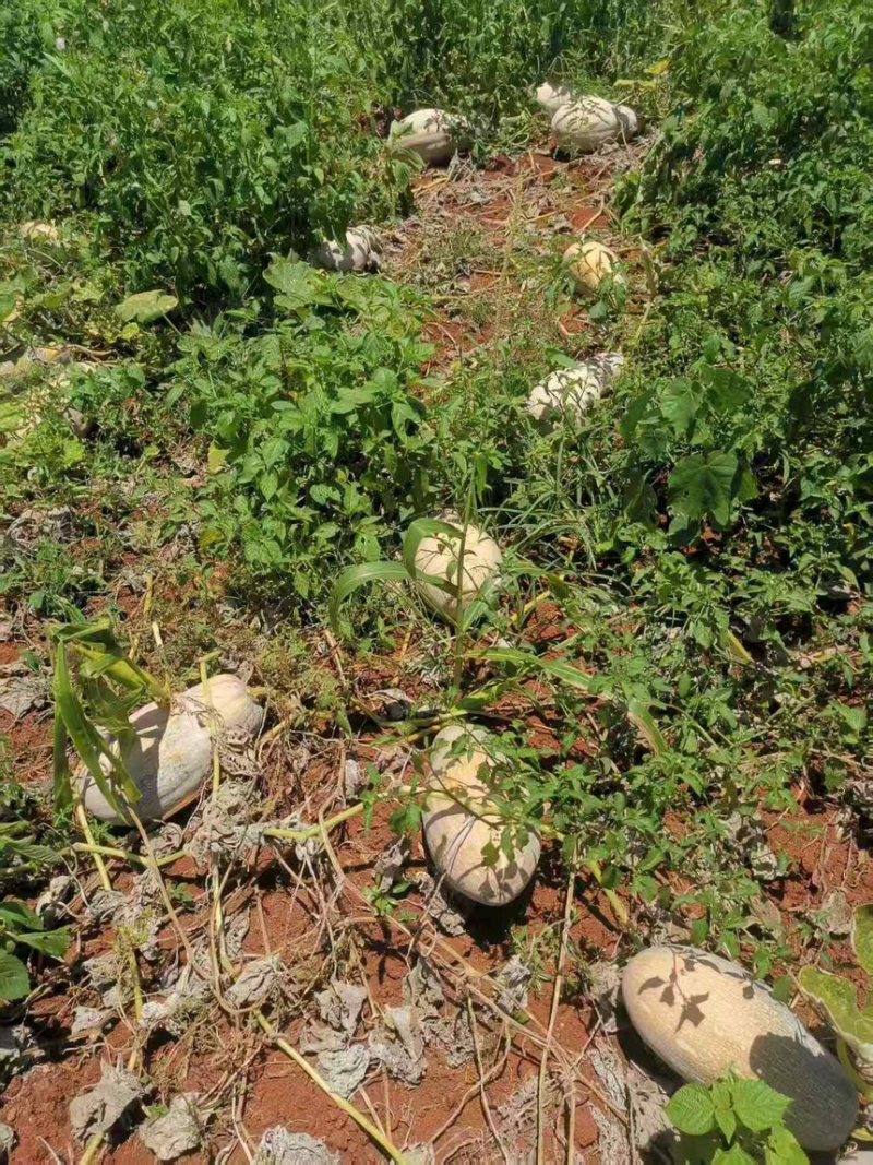 蜜本南瓜肉厚无筋蒸着吃超香