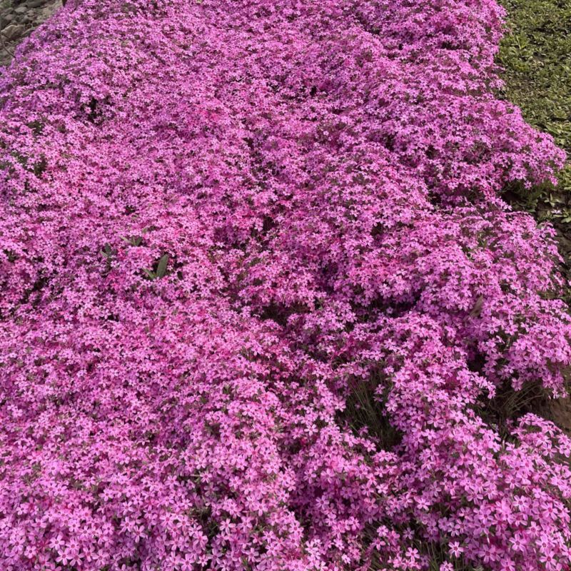 芝樱（丛生福禄考），自家苗圃，多年生花卉，耐寒耐旱