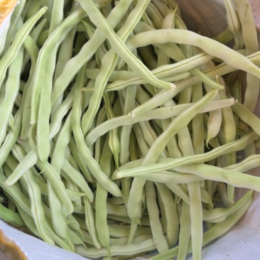 白不老四季豆豆角