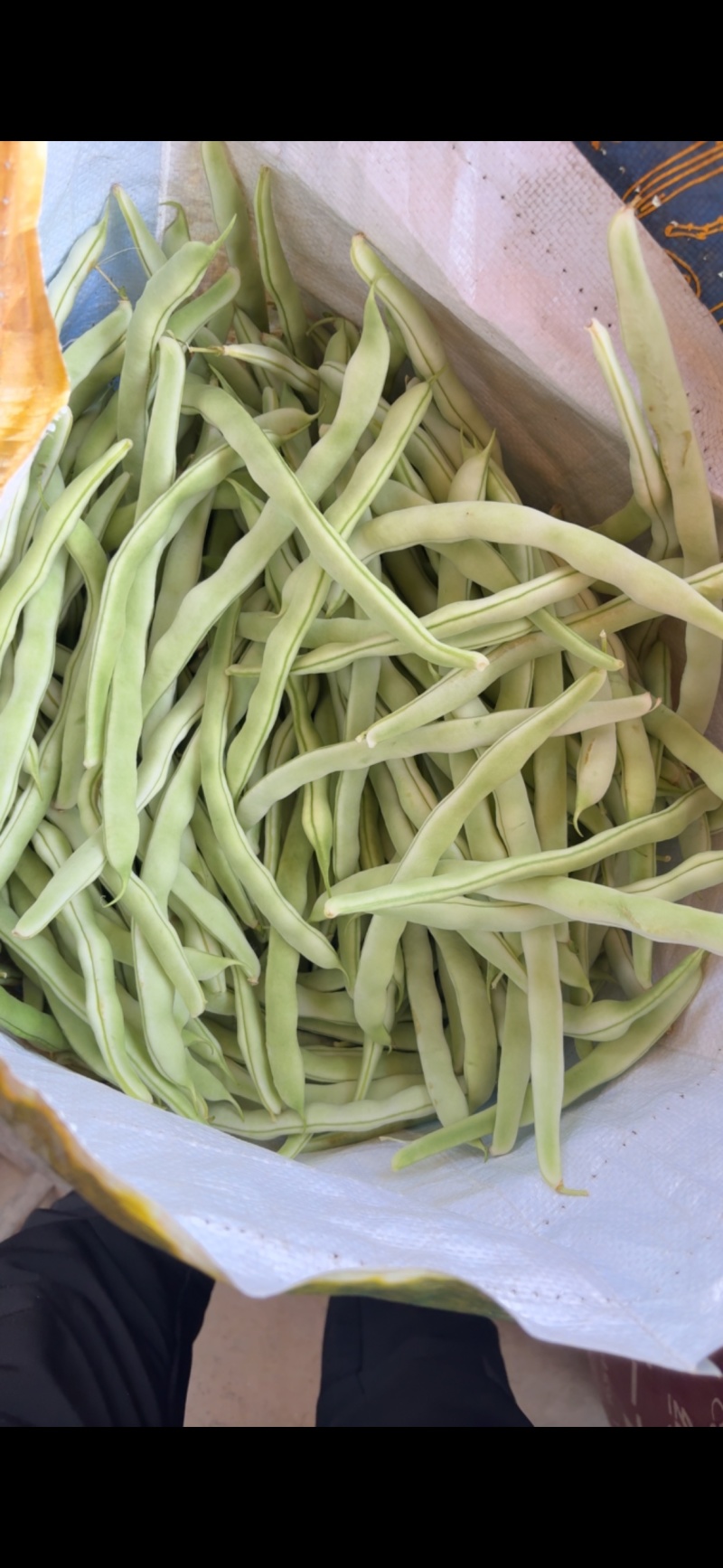 白不老四季豆豆角
